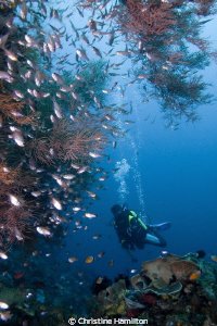 Diver on the Reef by Christine Hamilton 